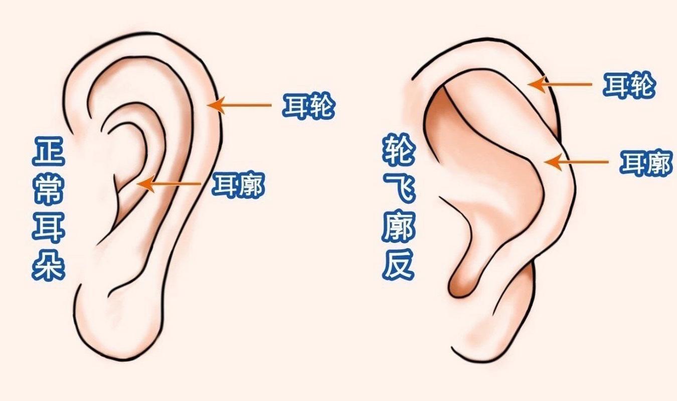 在面相中,耳朵被称为采听官,不同的耳朵形状,可以反映出一个人的心