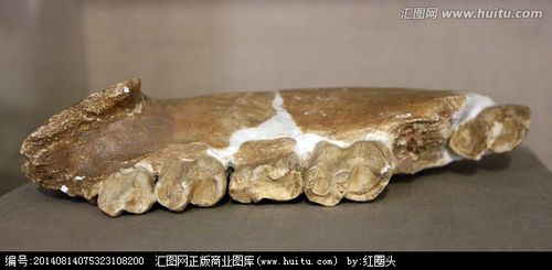 古代犀牛下颌骨