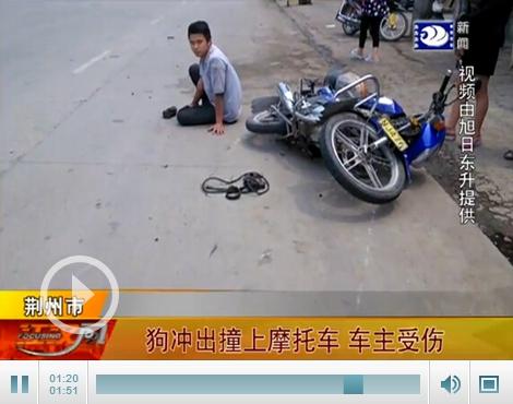 狗突然冲出马路撞上摩托车 荆州男车主身上多处擦伤