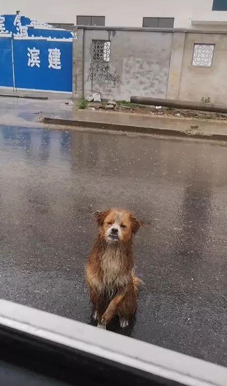 得知好心人要走流浪狗站在雨中送行看到狗狗的眼神众人红了眼