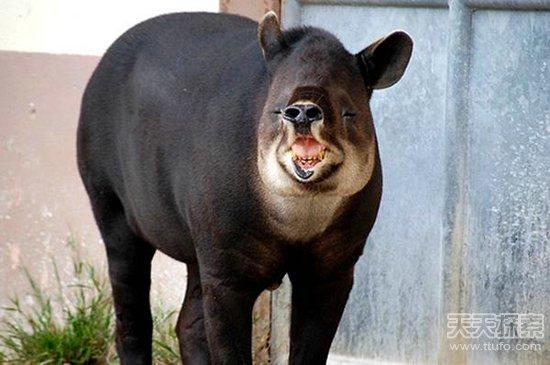 世界上长相最丑的10大动物