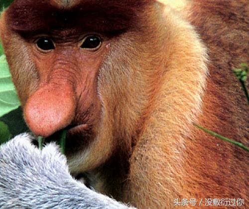 长鼻猴,你见过这么大鼻子的猴子吗?