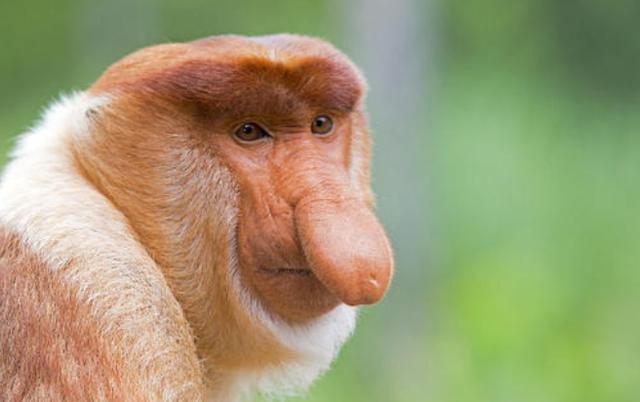 世界上鼻子最长的猴子长鼻猴鼻子长达8厘米