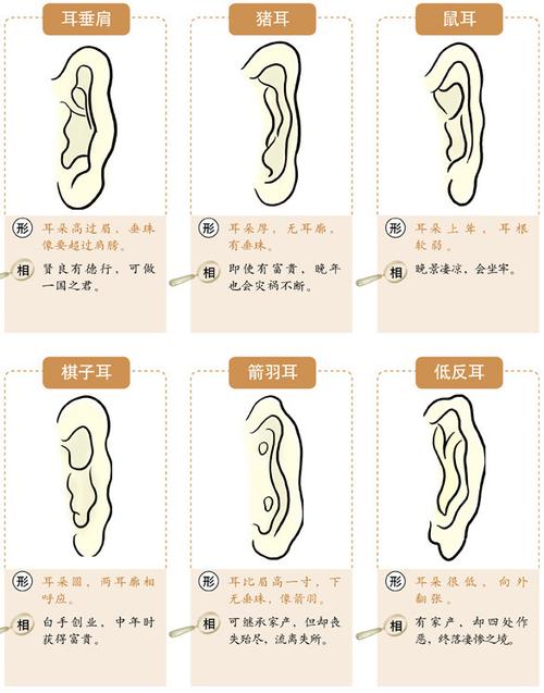 耳朵面相 -  红杏 - 红杏