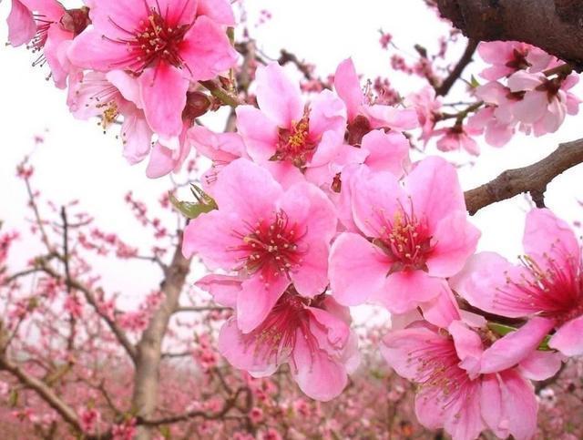 5月份,桃花运旺人见人爱的几个星座