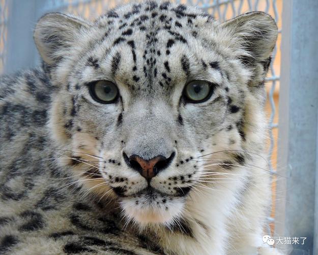 在这个看动物看脸的时代,很多人关注的是雪豹的长相.