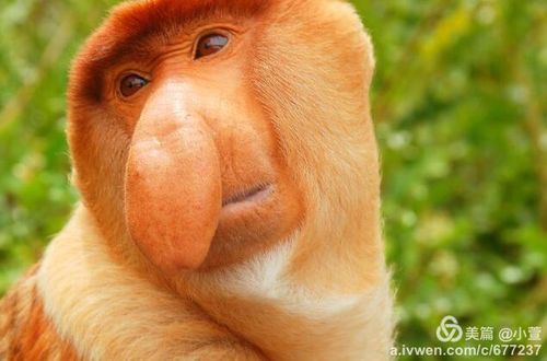 这是长鼻猴图片,其实就是鼻子较长,唯一不吃香蕉的猴子.