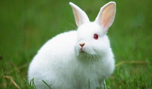 1975年卯兔一生宿命45岁后是福是祸家里有属兔的速看