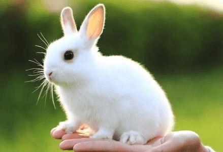 属兔者的人生解码:温柔平和的兔子,十二属相中运气最好的人之一