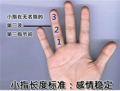 每一只手指都有三个手指指节,每一个指节的长短也有着不一样的解释